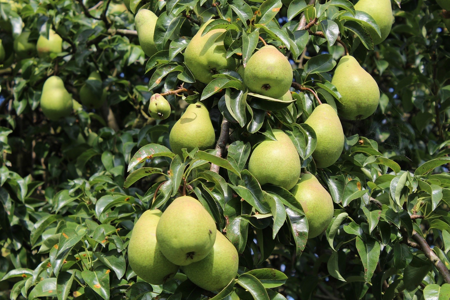 Pear tree Beurré Hardy