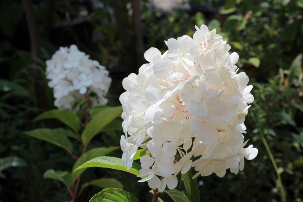 Hydrangea paniculata Vanille Fraise ®