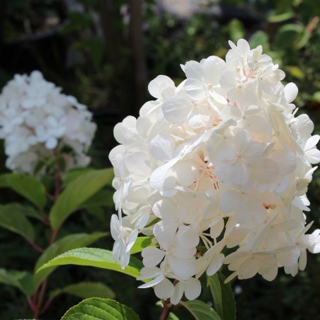 Pluimhortensia Vanille Fraise ®