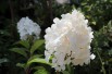 Hydrangea paniculata Vanille Fraise ® Hydrangea paniculata Vanille Fraise ®
