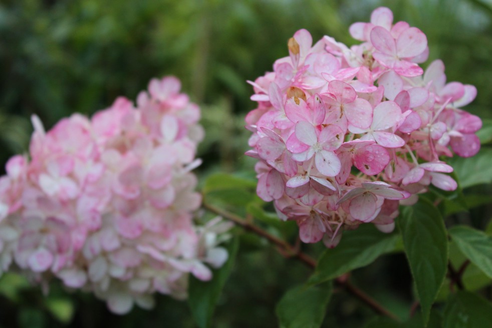 Hortensia Vanille Fraise