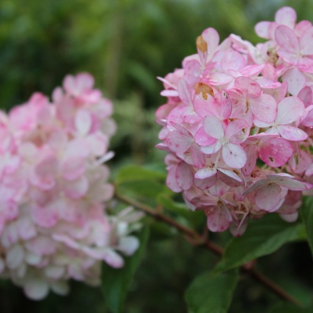 Hydrangea paniculata Vanille Fraise ®