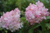 Hortensia Vanille Fraise