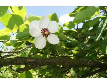 Magnolia de Siebold