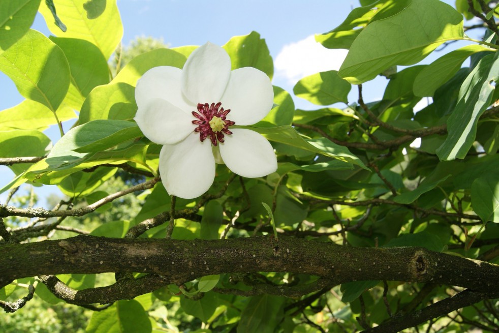 Zomerbloeiende magnolia