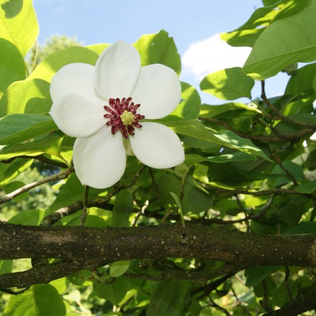 Magnolia de Siebold