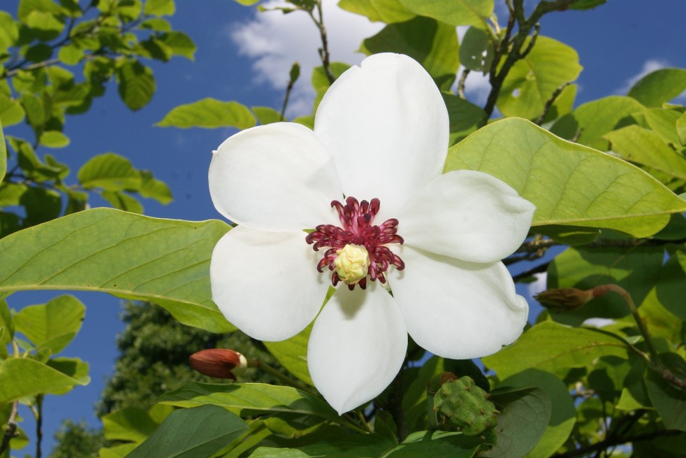 Siebold's Magnolia