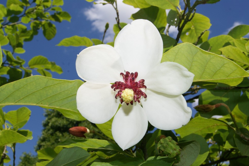 Zomerbloeiende magnolia