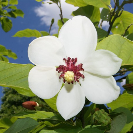 Magnolia de Siebold