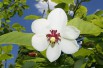 Siebold's Magnolia