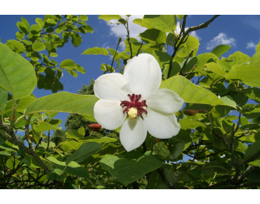 Magnolia de Siebold