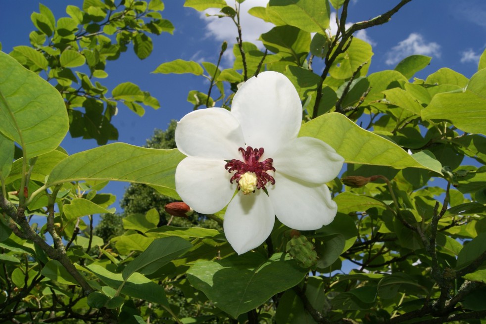 Zomerbloeiende magnolia