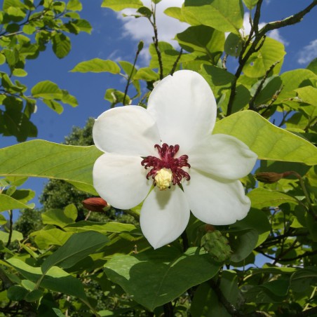 Magnolia de Siebold