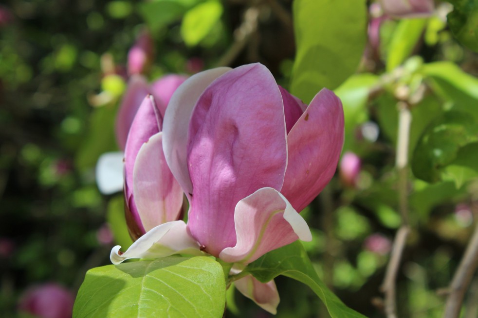 Magnolia Soulangeana Rustica Rubra Magnolia Soulangeana Rustica Rubra