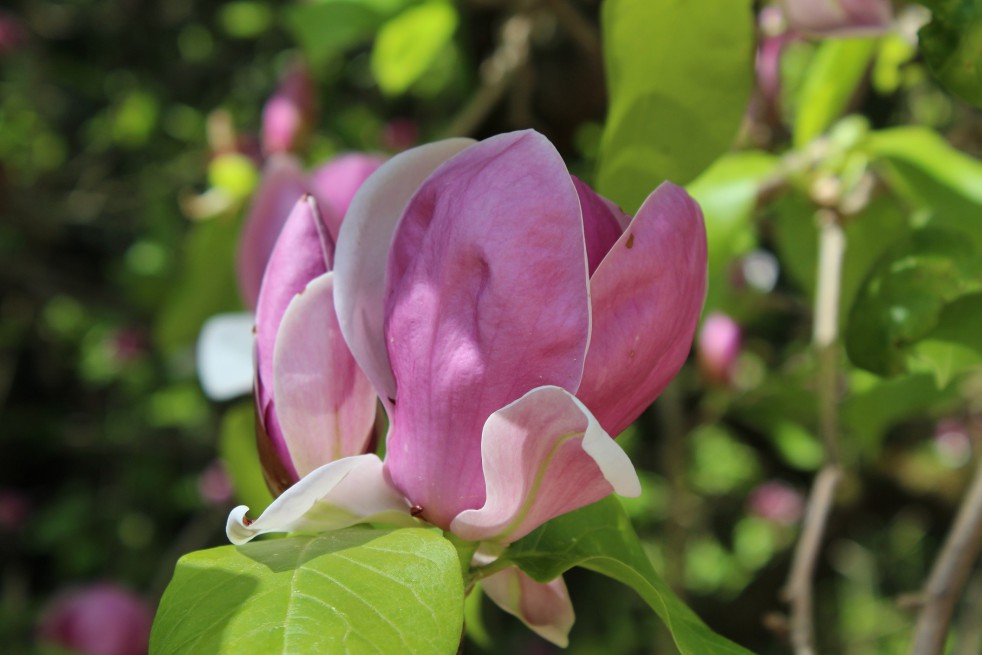 Magnolia Soulangeana Rustica Rubra