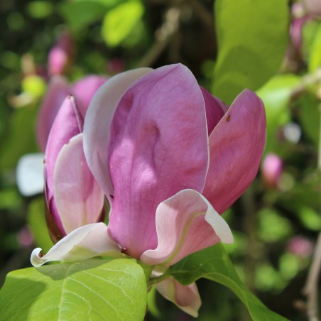 Magnolia Soulangeana Rustica Rubra