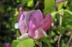 Magnolia Soulangeana Rustica Rubra