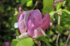 Magnolia Soulangeana Rustica Rubra Magnolia Soulangeana Rustica Rubra