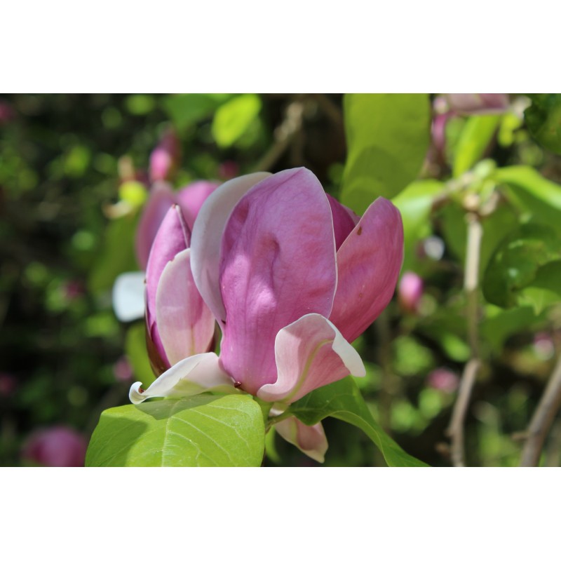 Magnolia Soulangeana Rustica Rubra