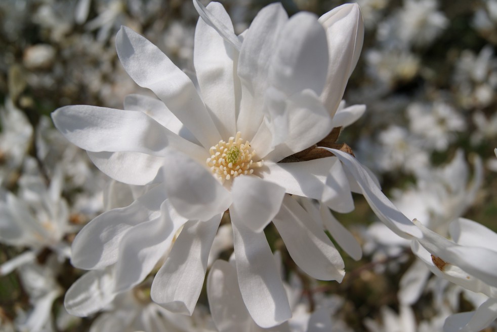 Magnolia étoilé