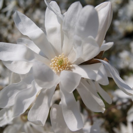 Magnolia étoilé