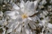 Star magnolia