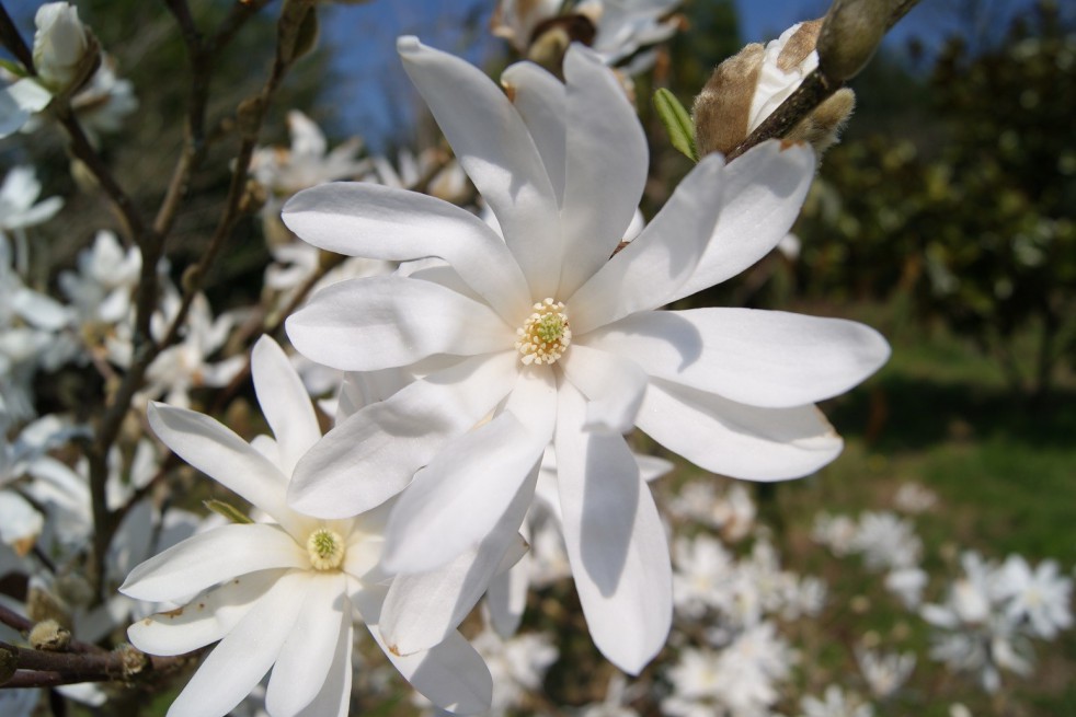 Magnolia étoilé