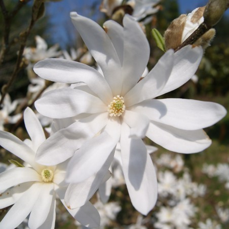 Magnolia étoilé