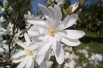 Star magnolia