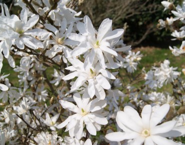 Magnolia étoilé