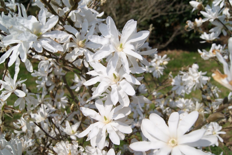 Star magnolia