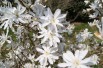 Star magnolia