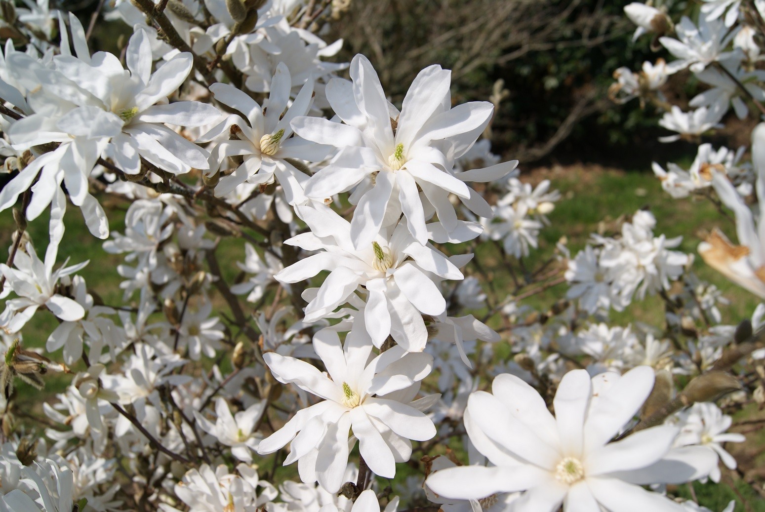 Magnolia étoilé