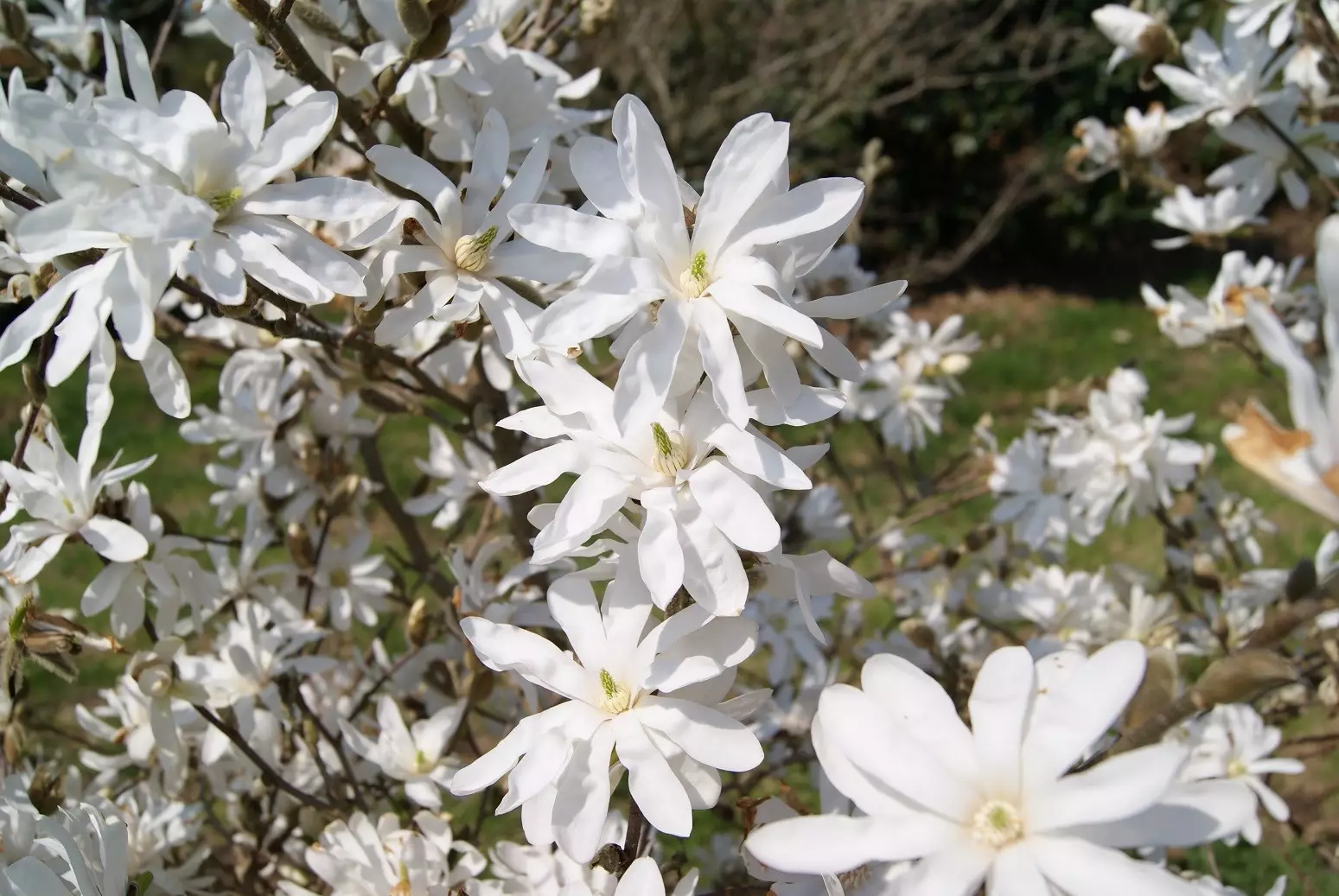 Magnolia étoilé