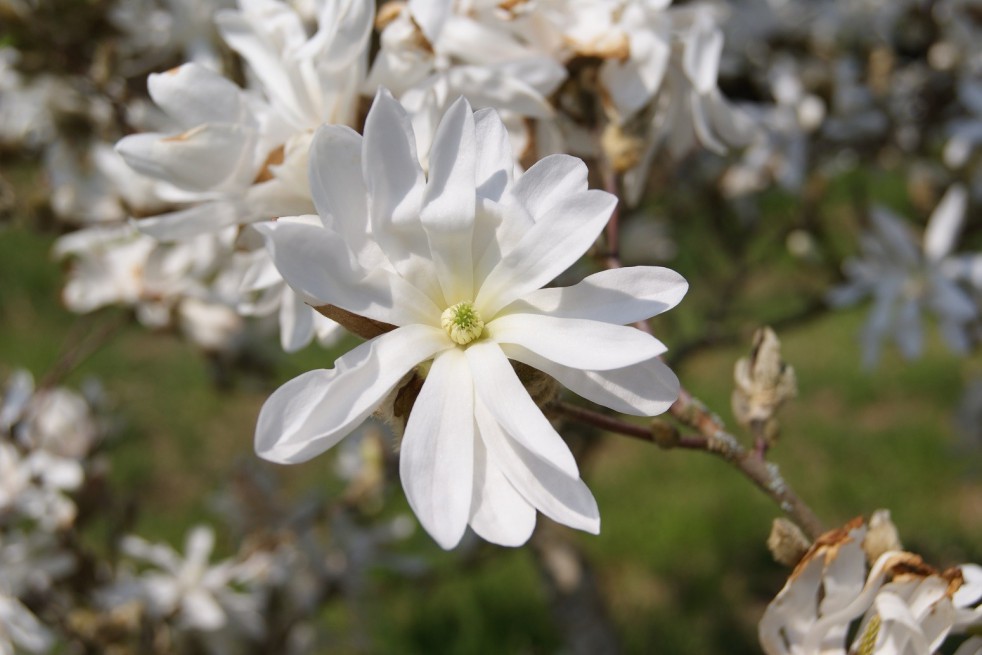 Star magnolia