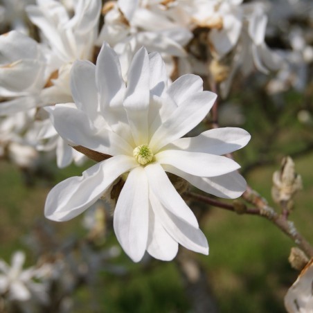 Stermagnolia