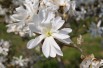 Star magnolia