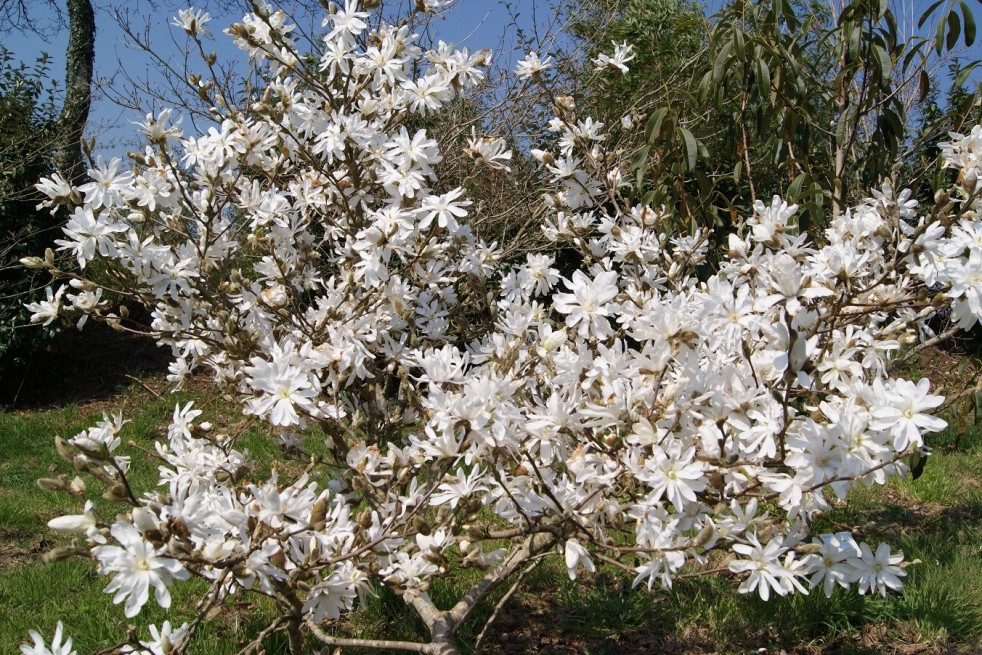 Magnolia étoilé