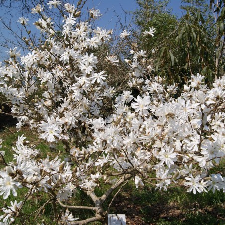 Magnolia étoilé