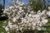 Star magnolia