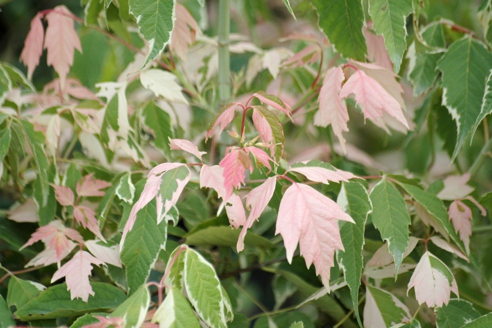 Érable à feuilles de frêne