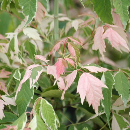 Ash-leaved Maple