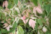 Érable à feuilles de frêne