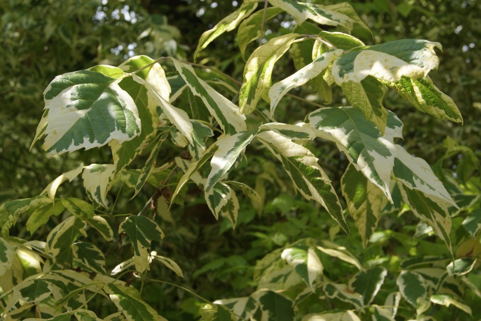 Érable à feuilles de frêne