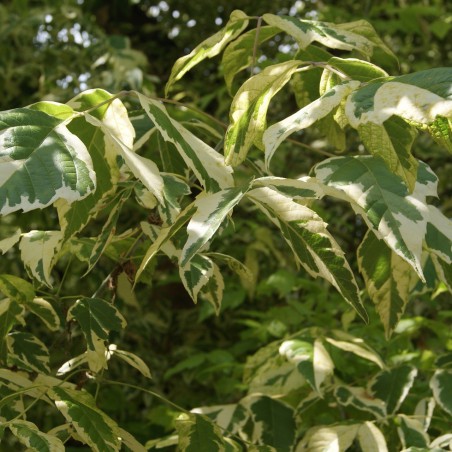 Ash-leaved Maple