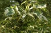 Érable à feuilles de frêne