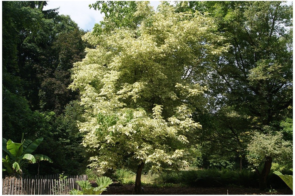 Érable à feuilles de frêne Érable à feuilles de frêne
