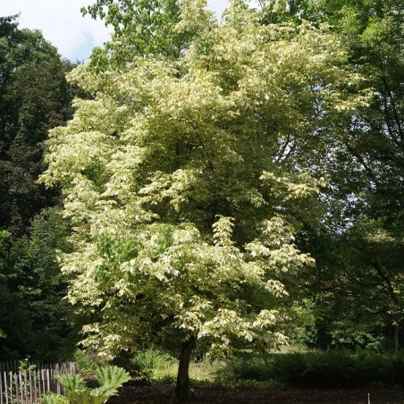 Érable à feuilles de frêne
