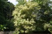 Ash-leaved Maple