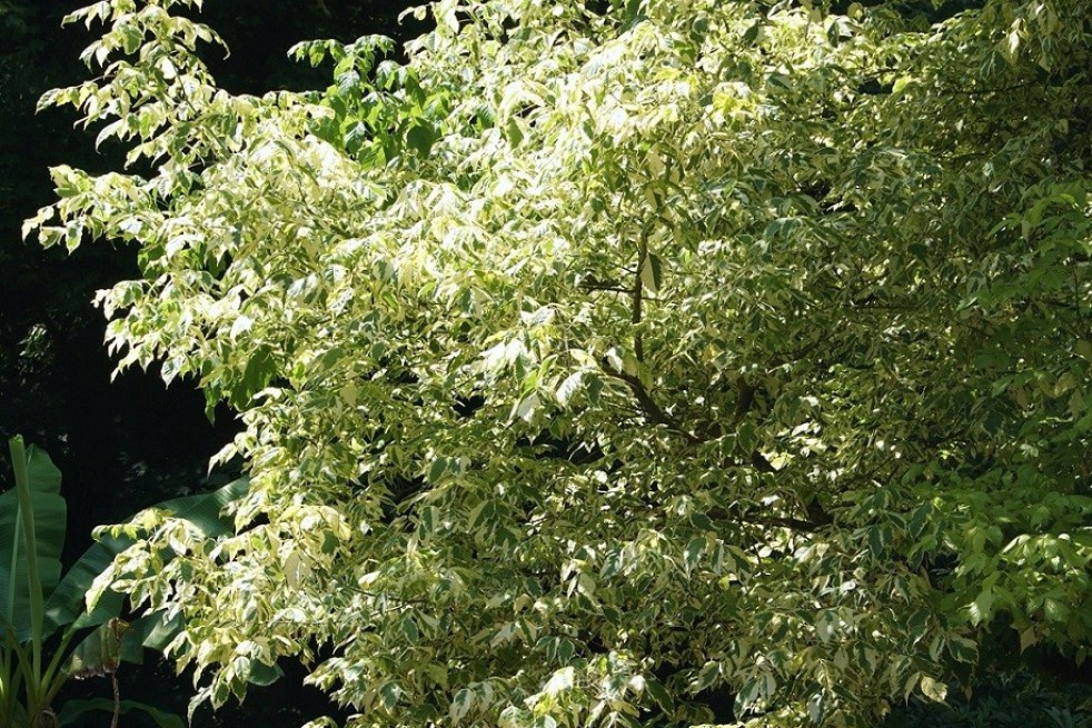 Érable à feuilles de frêne